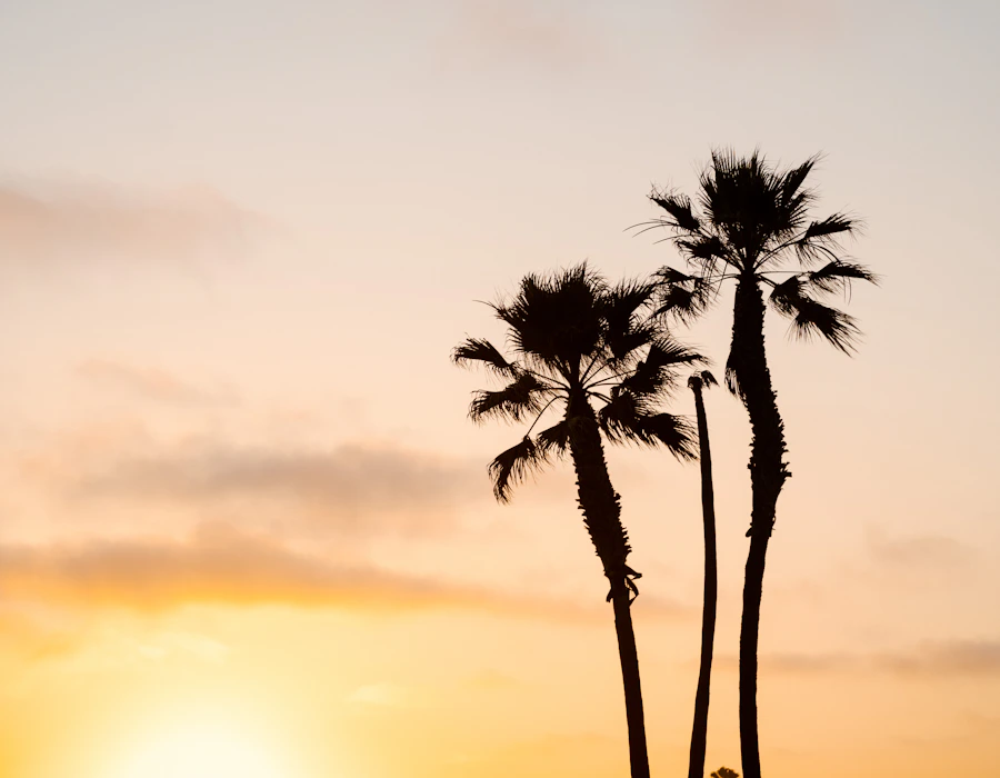 Palm tree silhouetted at golden hour on a tropical beach