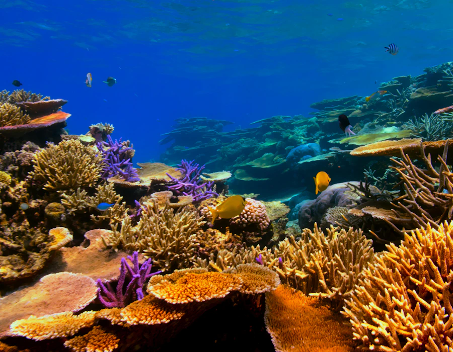 Vibrant coral reef teeming with tropical fish underwater