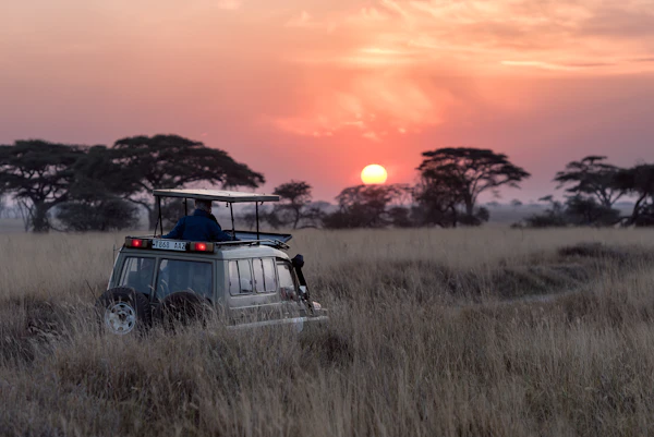 Safari giraffe — Wildlife & Nature