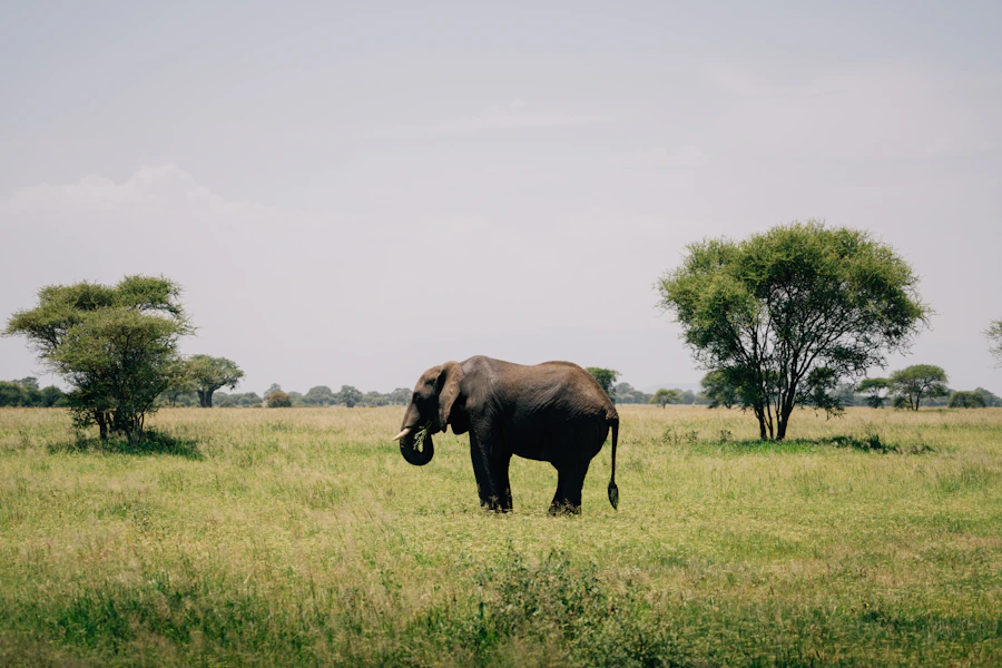 Elephant standing in the African savanna at sunset