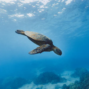 Sea turtle over coral reef